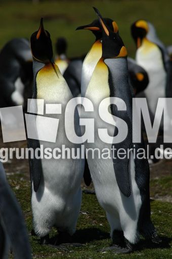 Königspinguin (55 von 84).jpg